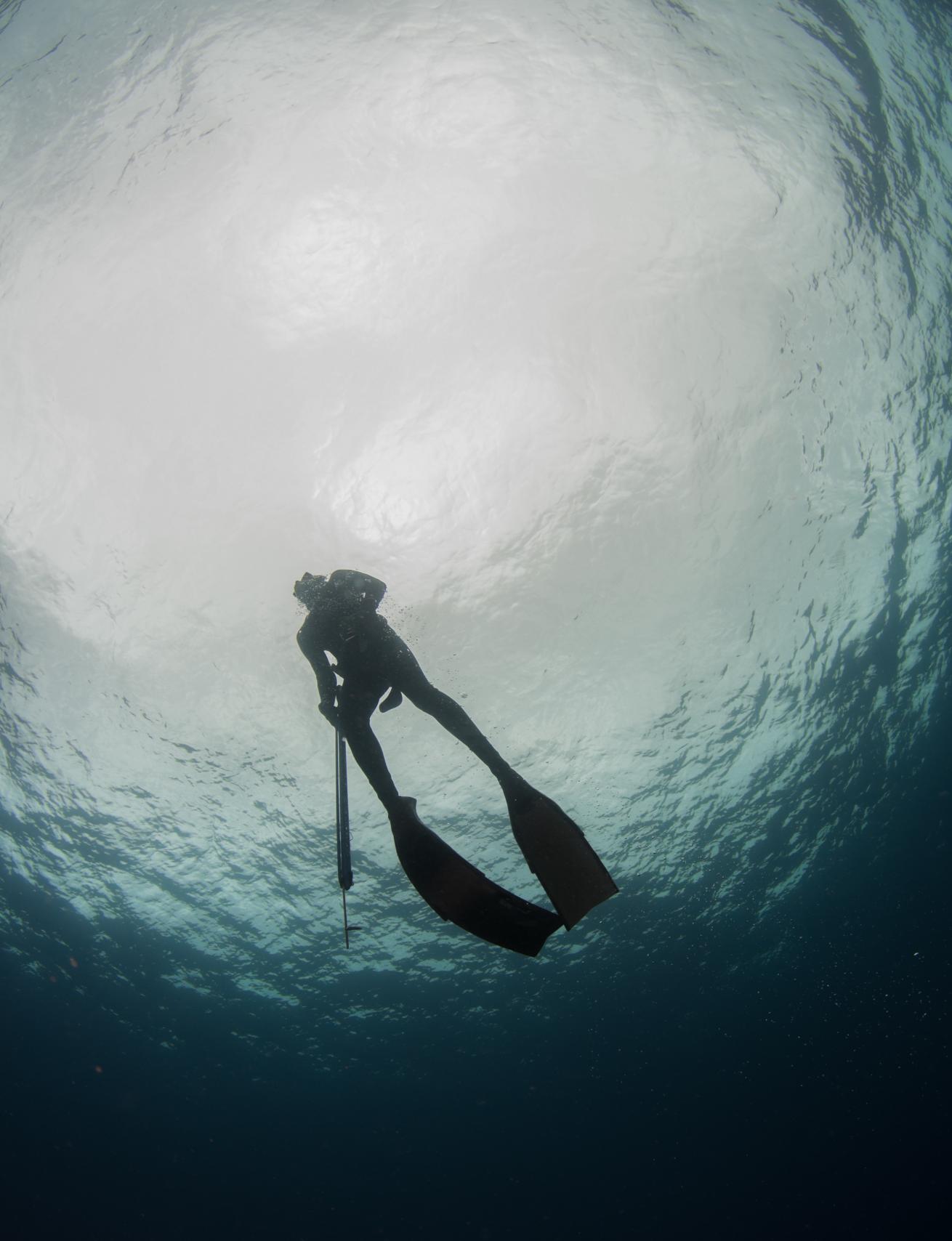 a spearfisher freediving