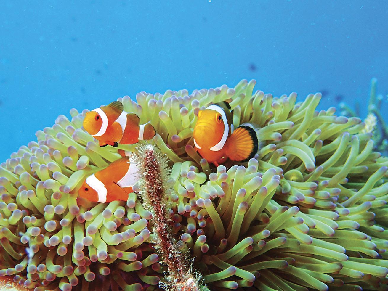 Clownfish, often found in close proximity to the anemone homes that offer them protection, are a favorite among divers in Malaysia.