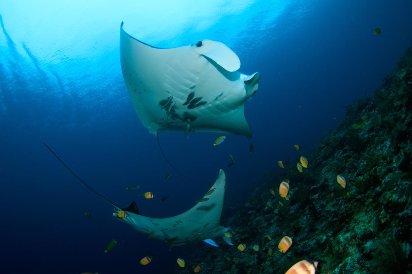 Manta rays in Raja Ampat, Indonesia, take advantage of the cleaning services available from the local coral reef residents.