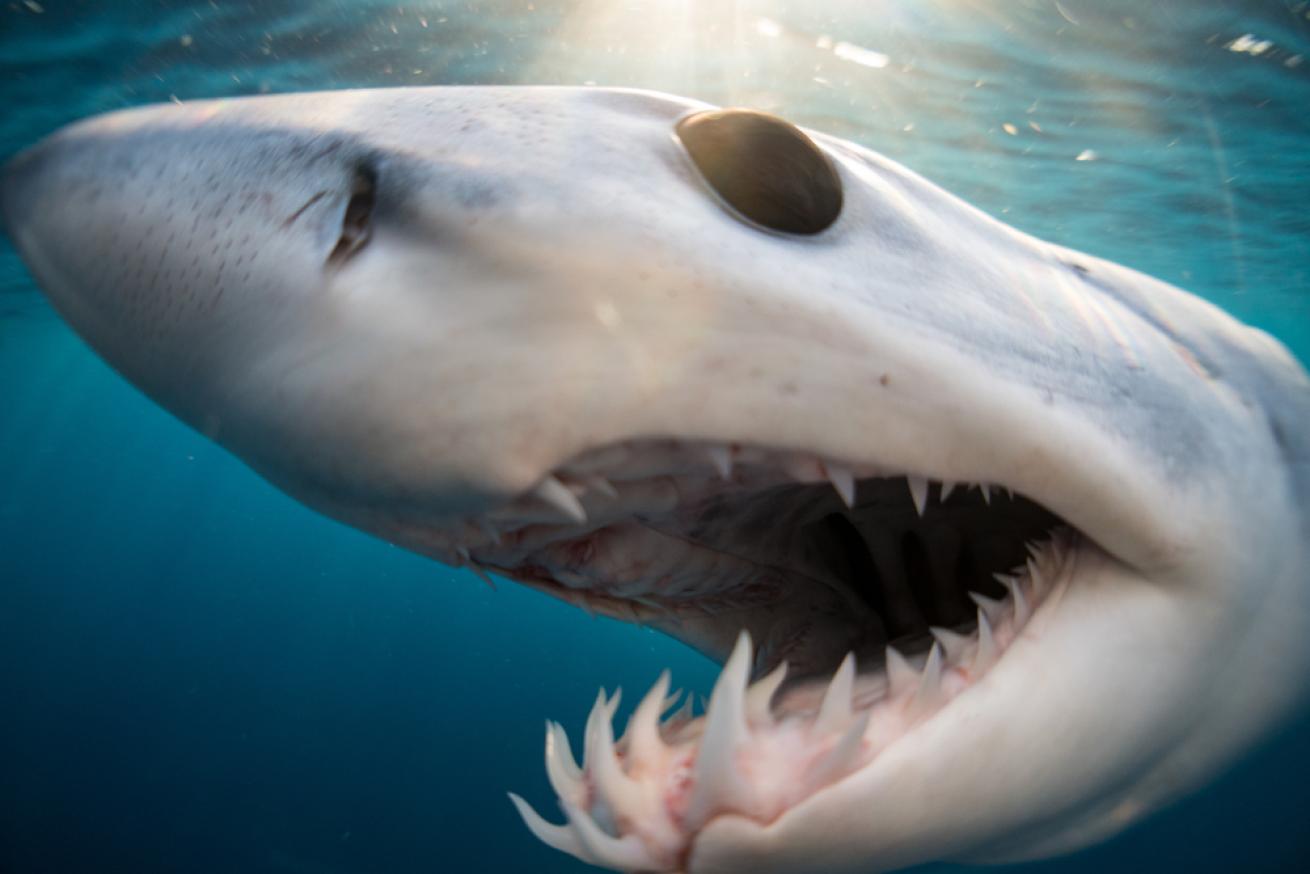 close up image of mako shark and teeth