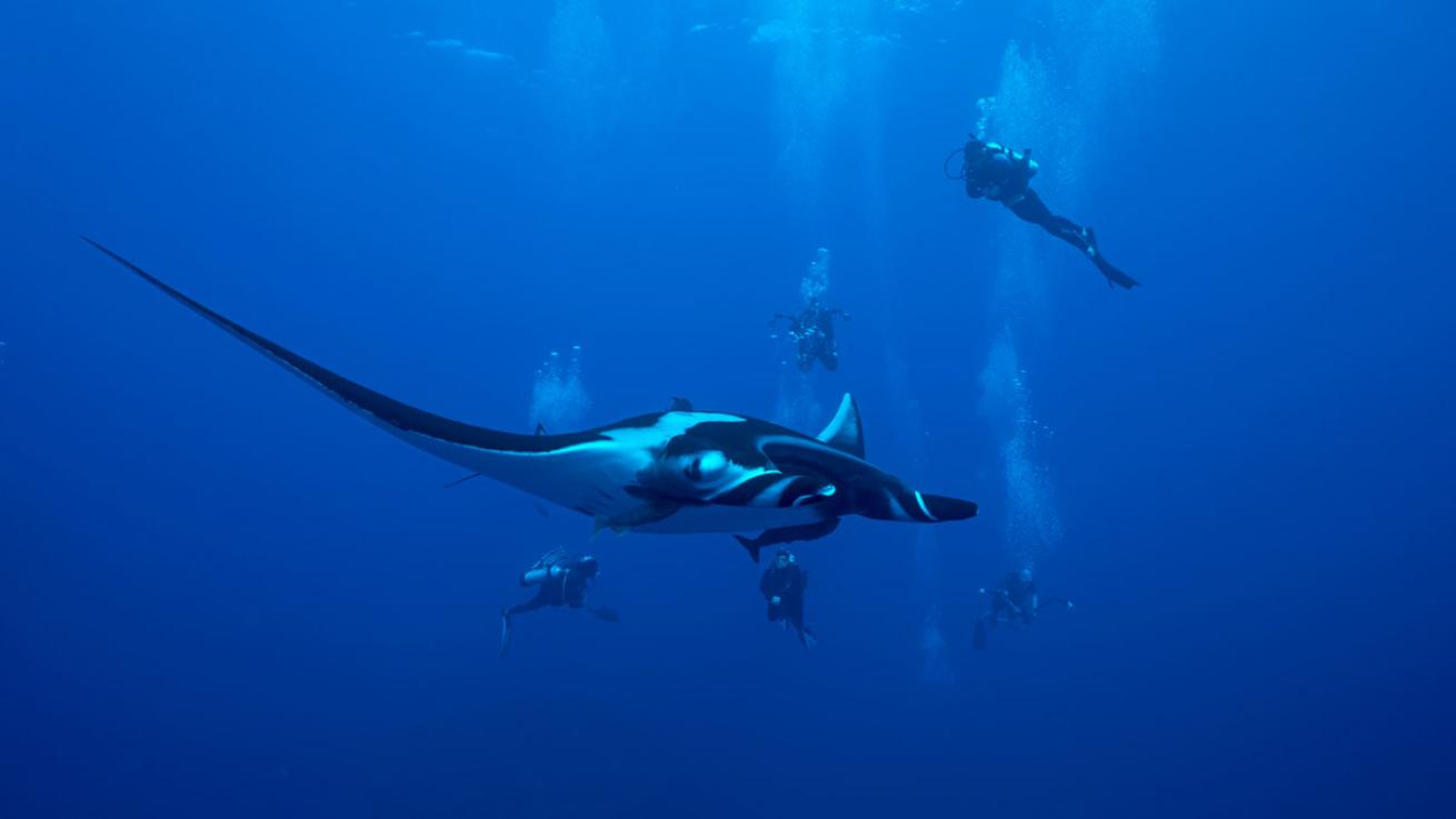 socorro island manta ray