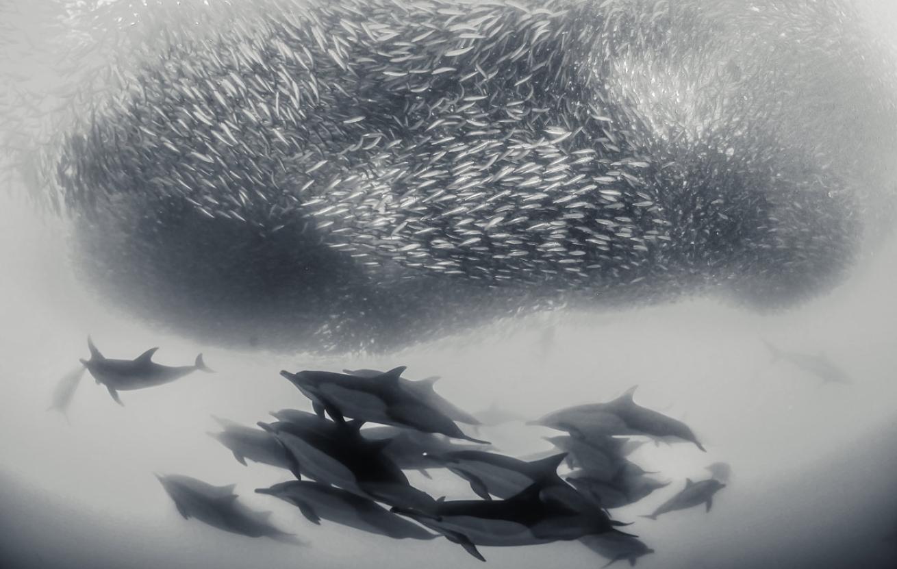 dolphins south africa sardine run