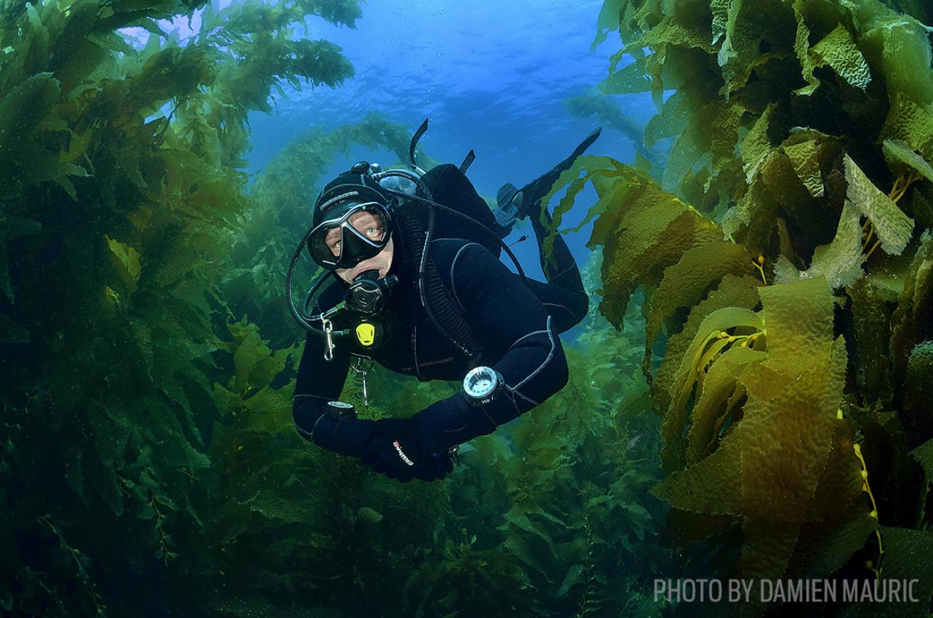 Scuba diving in cold water off San Clemente Island