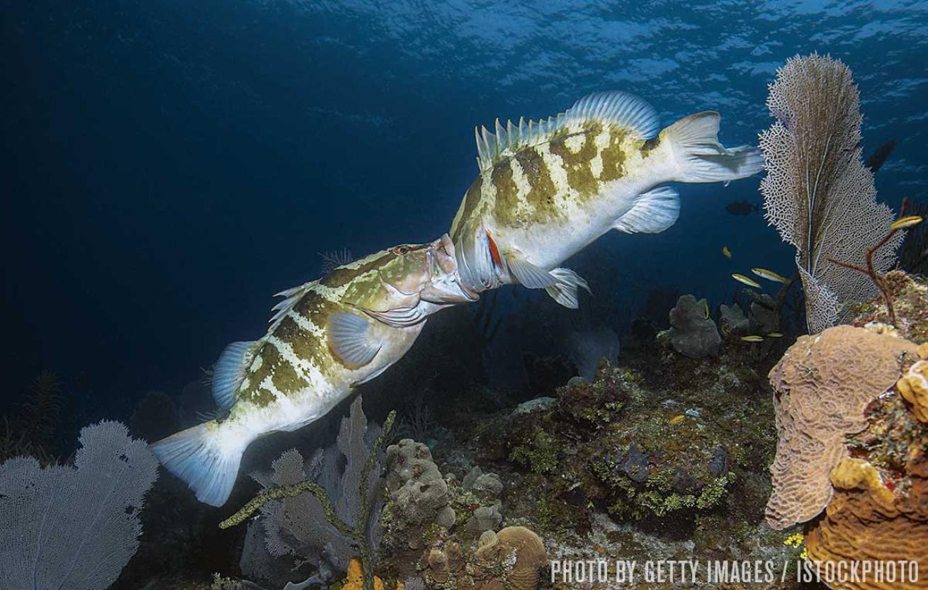 fish grand cayman