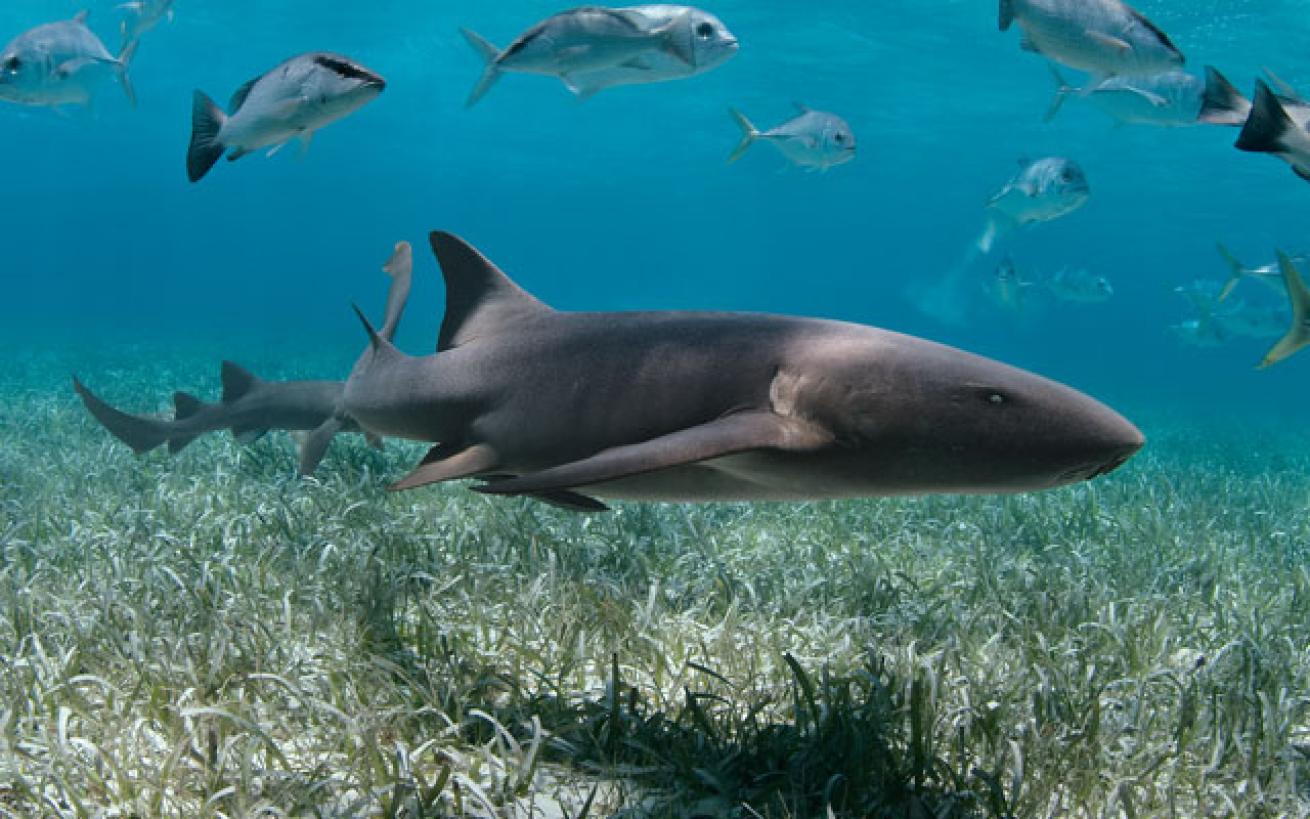 Atlantic nurse sharks peruse the waters