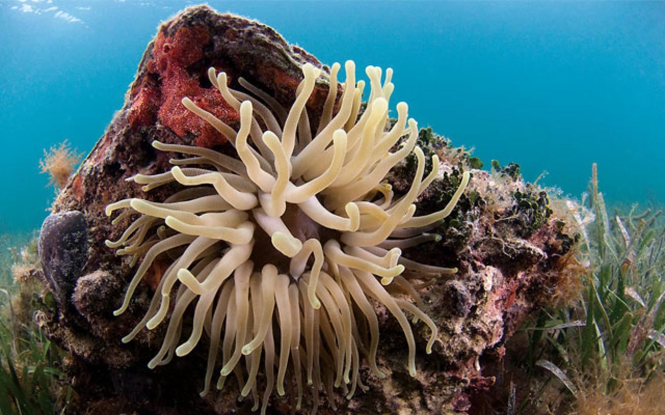 A giant Caribbean anemone dances in the current