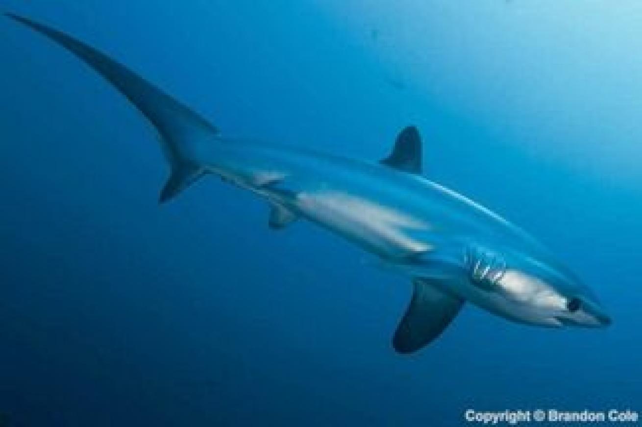 Shark Of The Month: Thresher Sharks