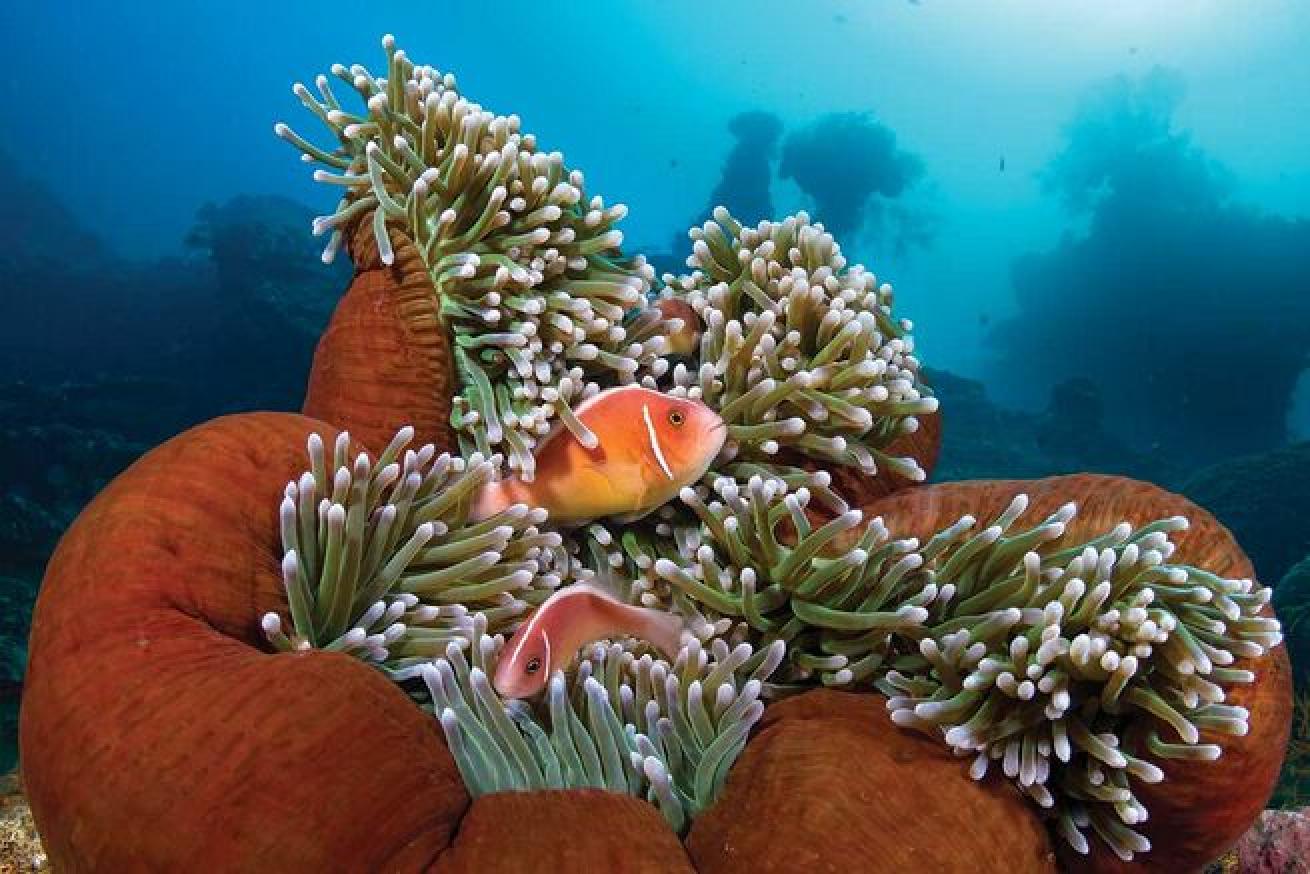 Pink skunk clownfish can be spotted amongst sea anemones while diving in Bali, Indonesia. Besides viewing sea life, people can also check out waterfront bars, white sand shores and a 411-foot army cargo shipwreck.