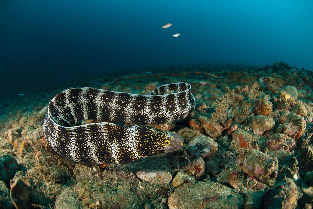 spotted moray eel