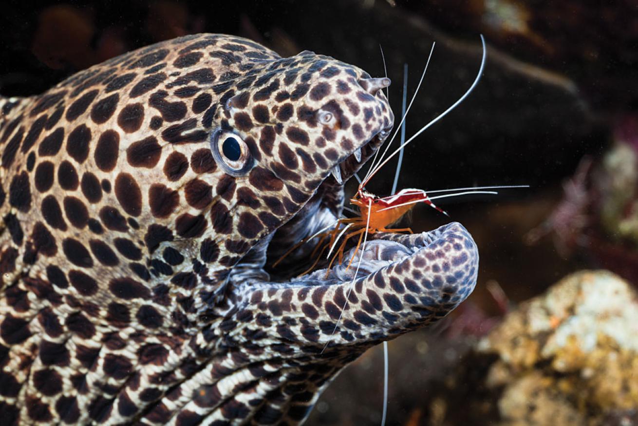 spotted moray eel