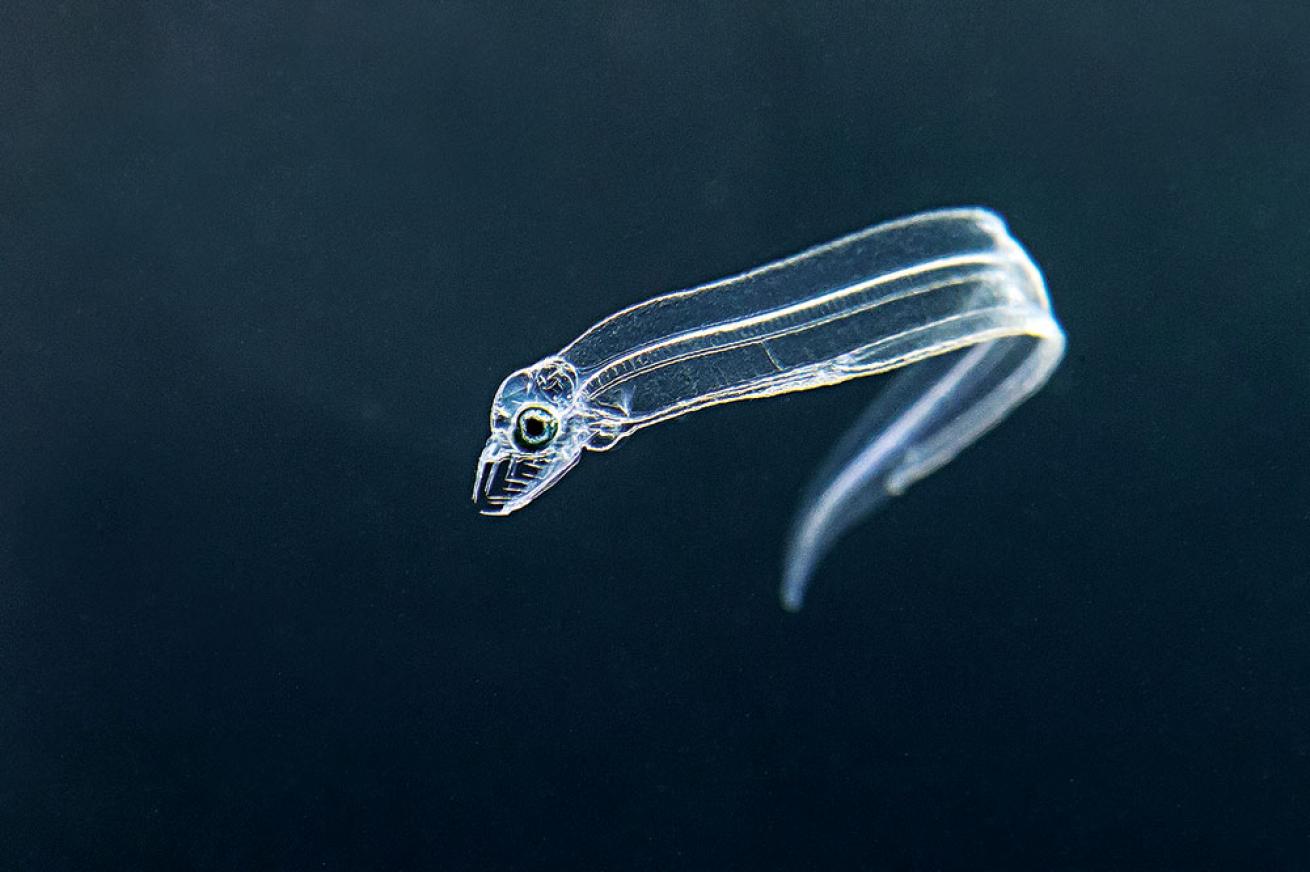 eel larvae