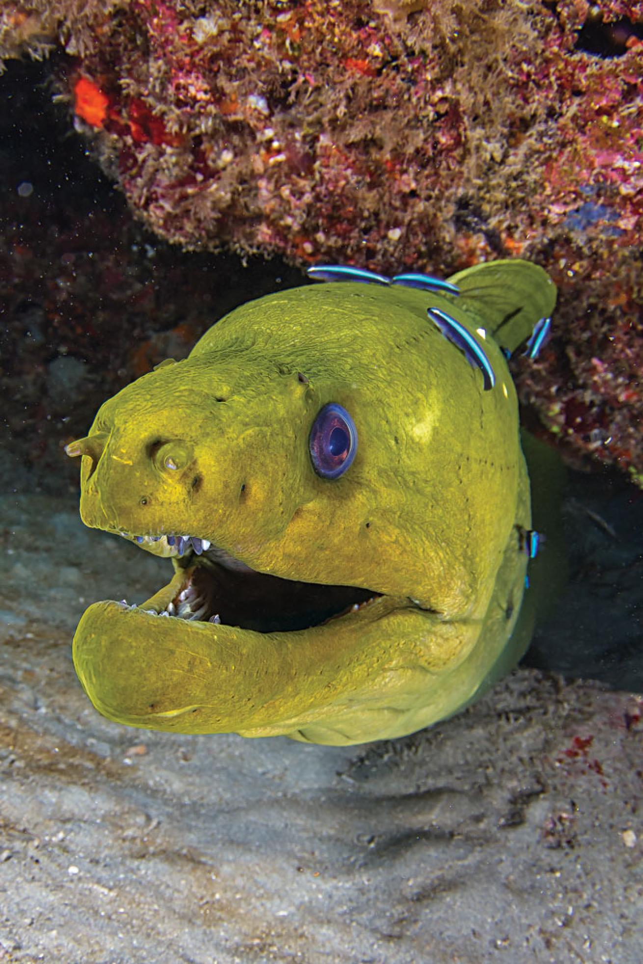 green moray eel facts
