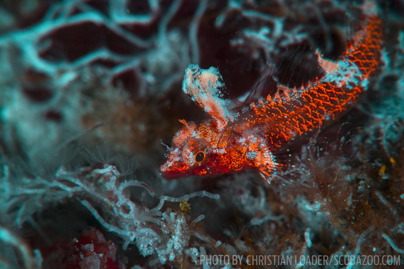 fish sabah malaysia