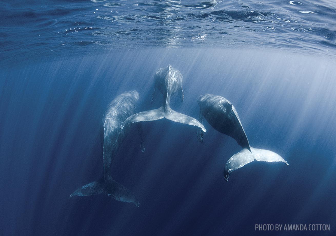 whales tahiti underwater photography