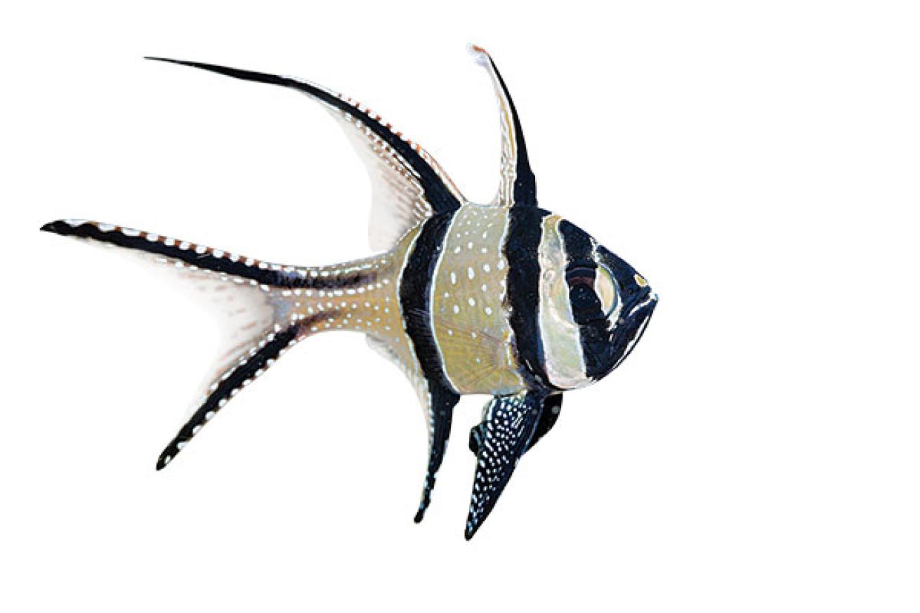 Banggai cardinalfish