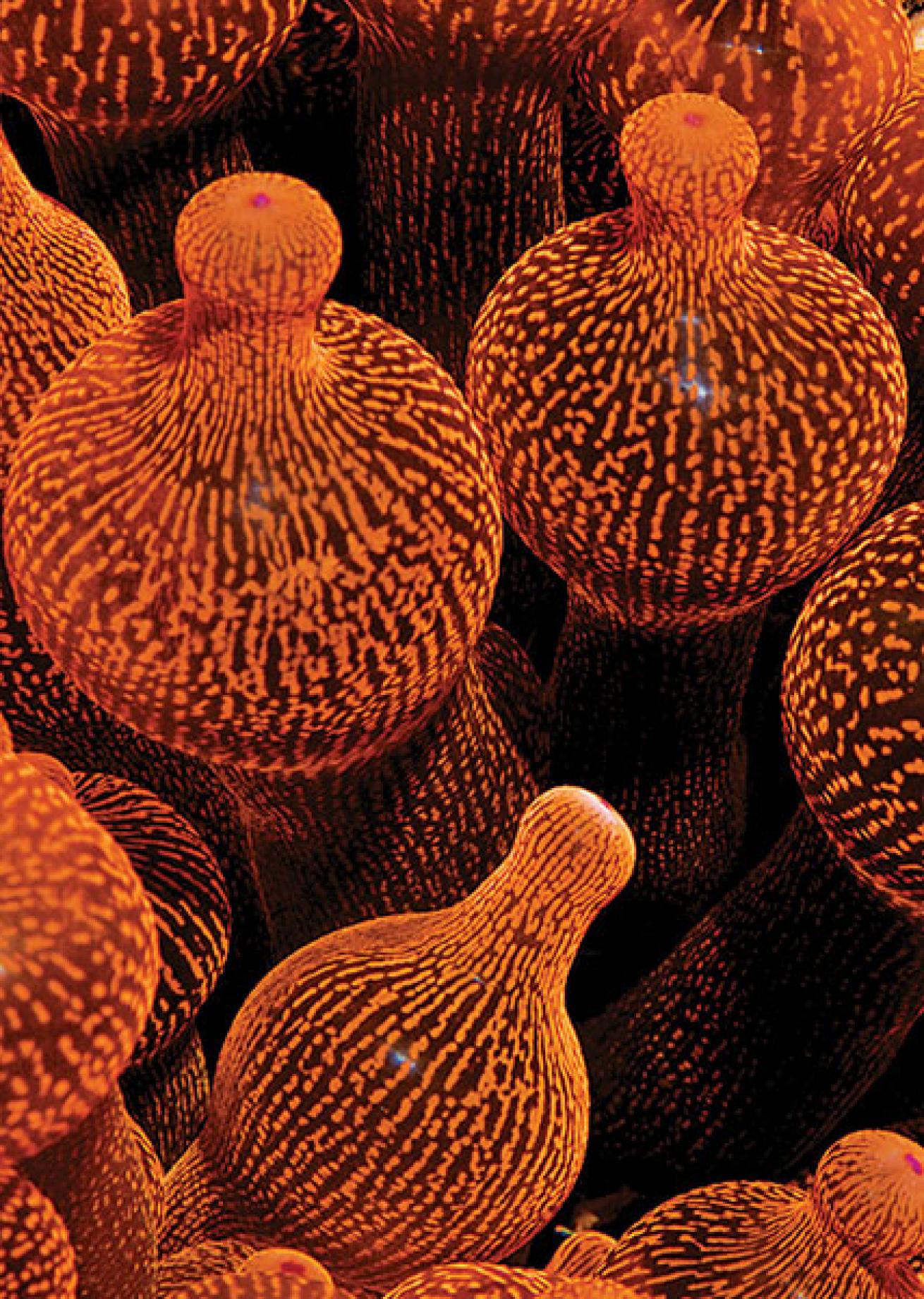 anemone