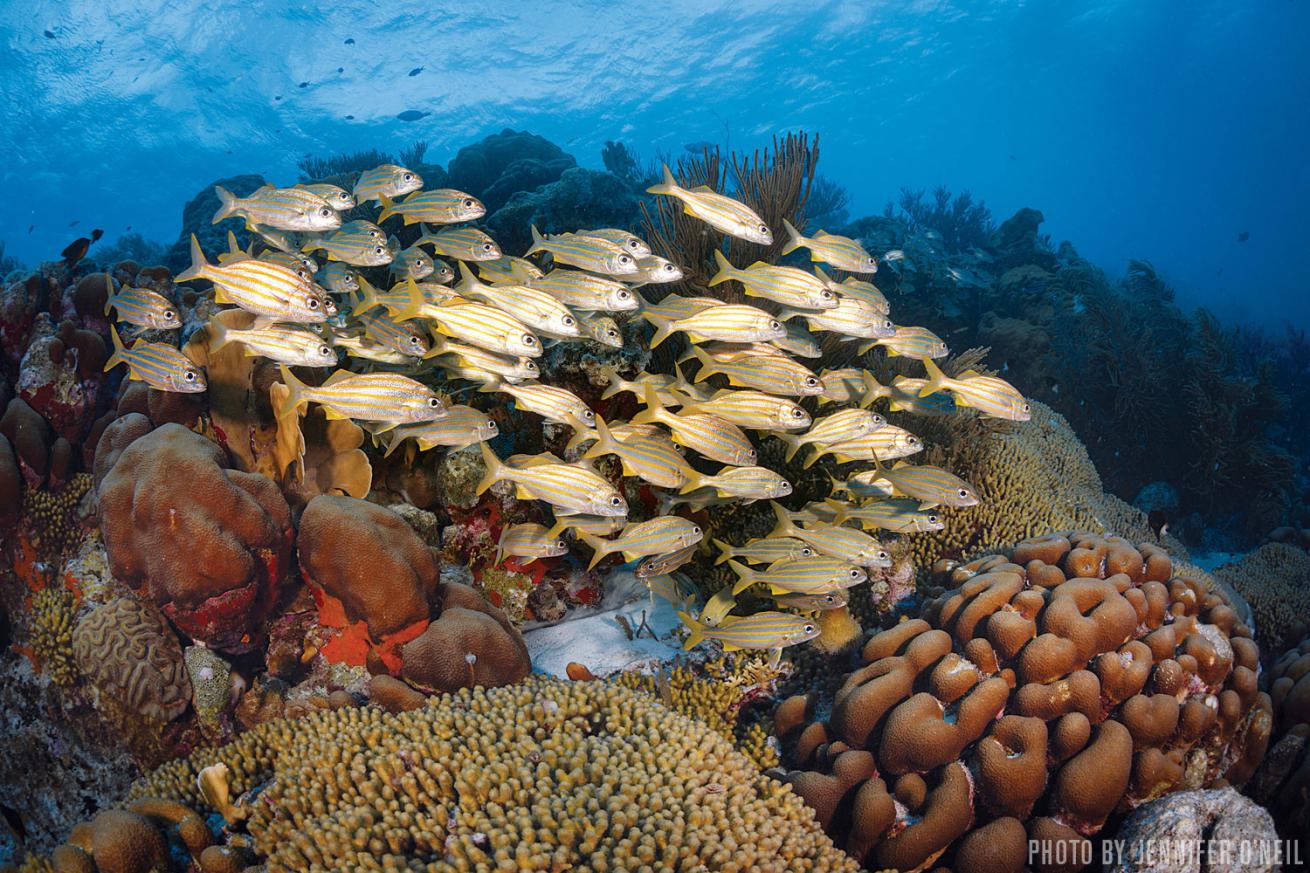 bonaire