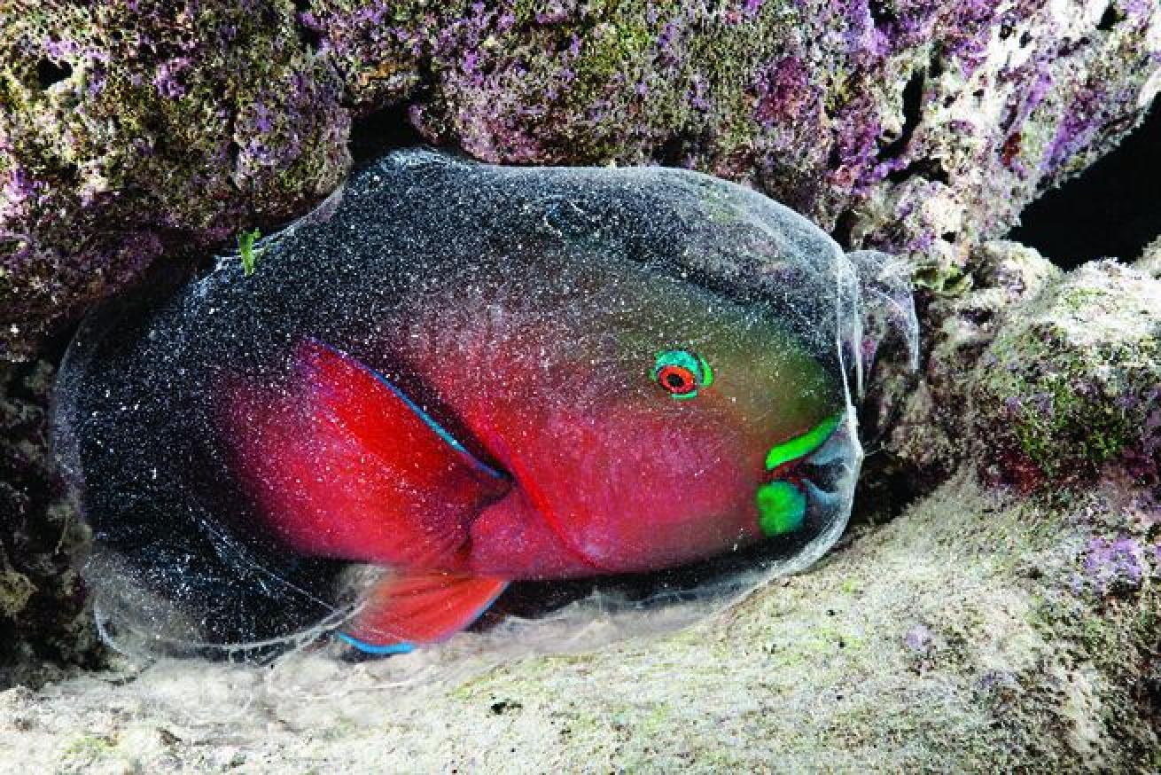 Parrotfish