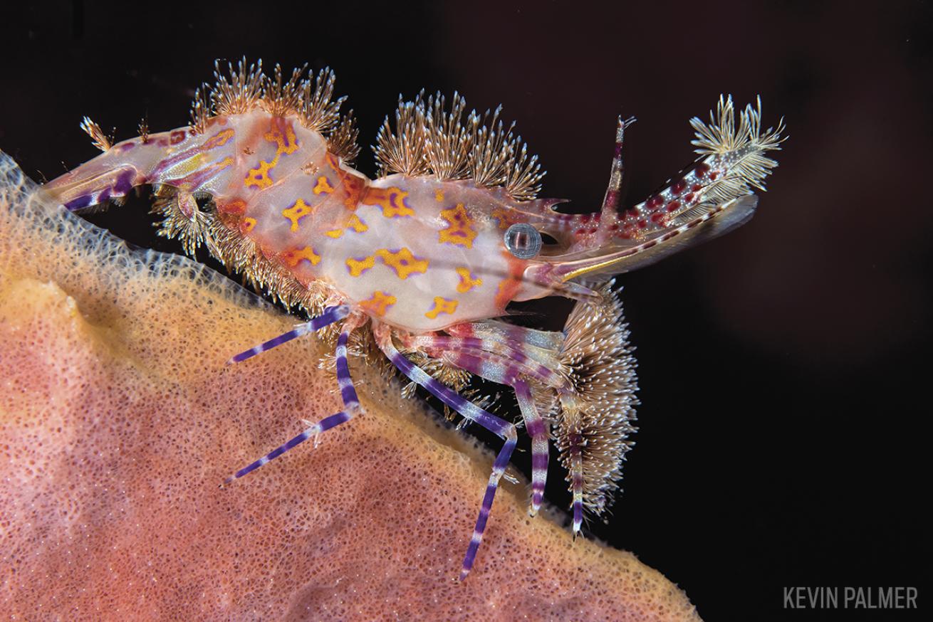 Shrimp in Papua New Guinea