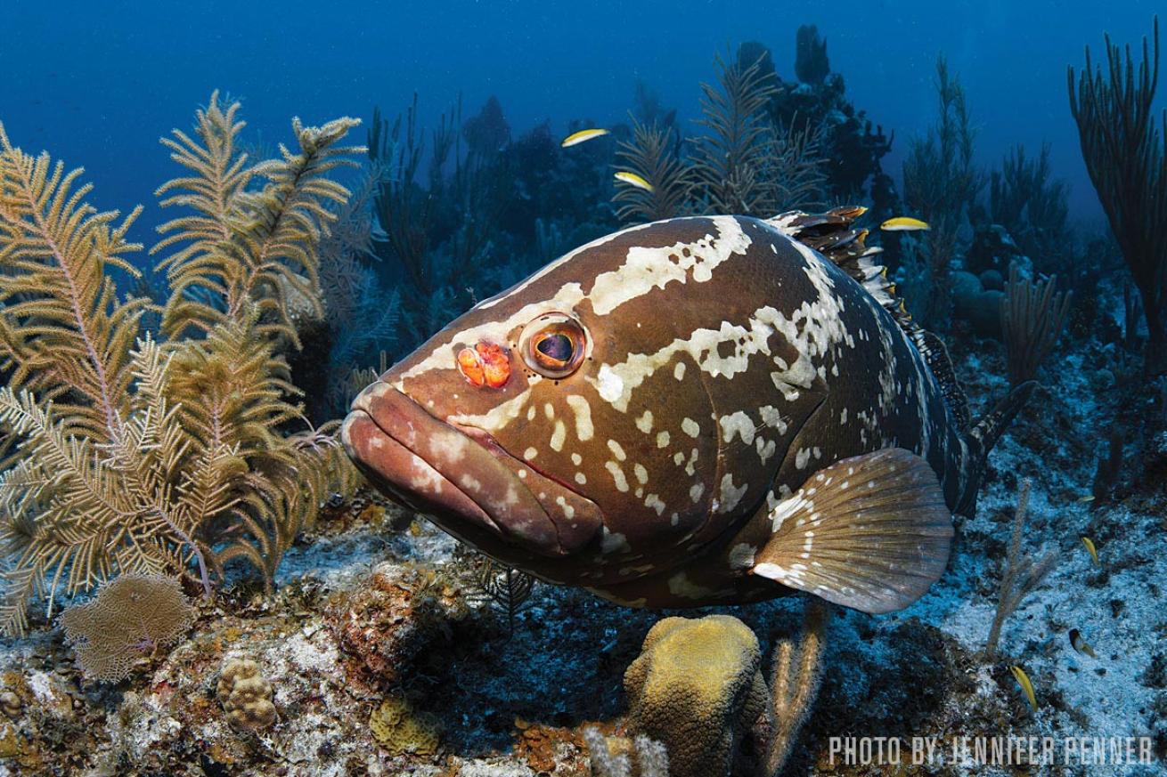 Goliath Grouper