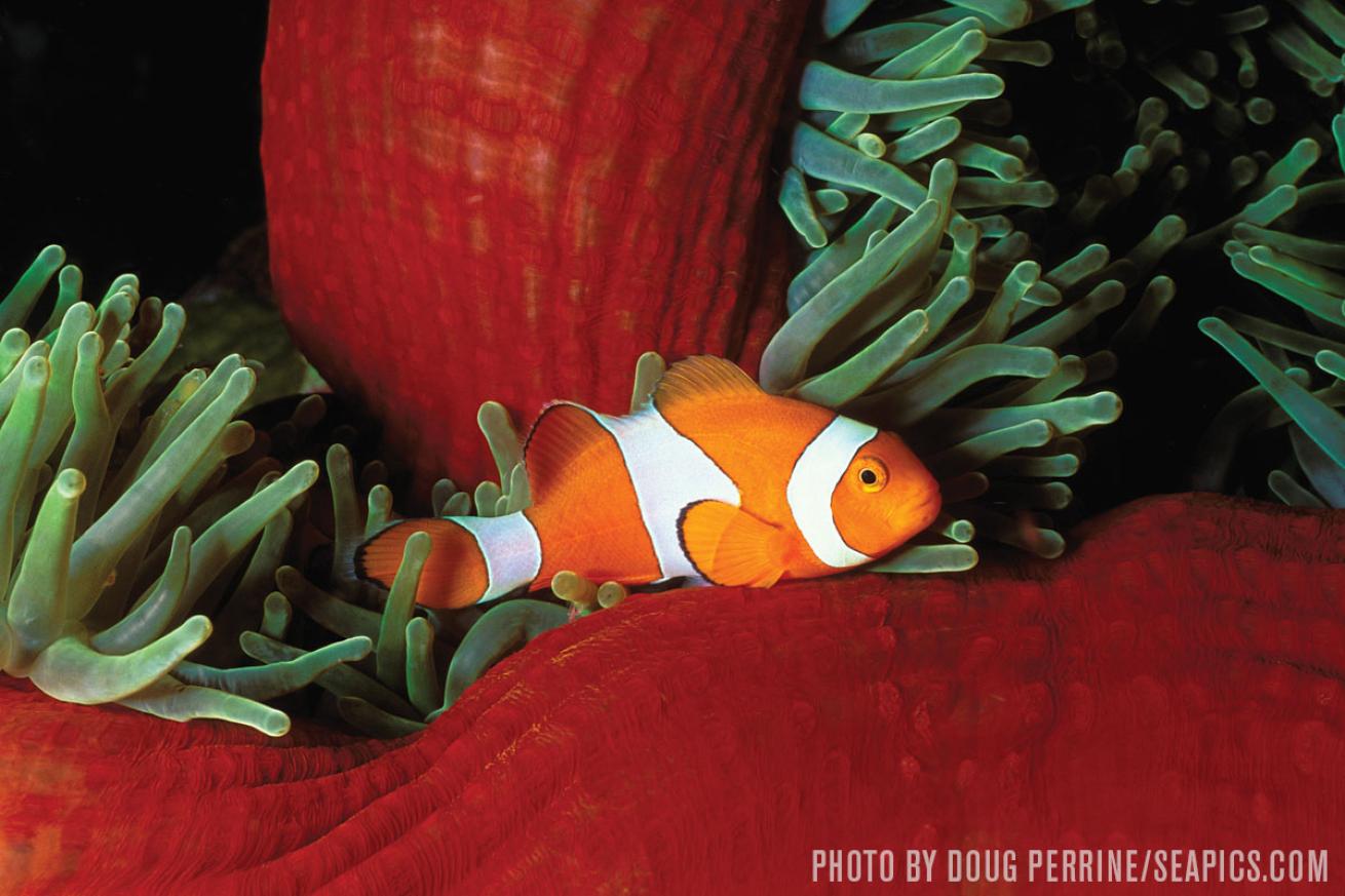 False clown anemonefish