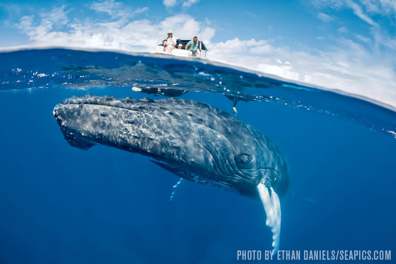 Humpback Whales