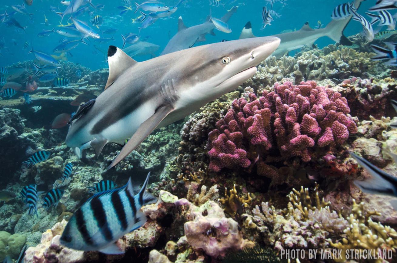 Blacktip Reef Shark