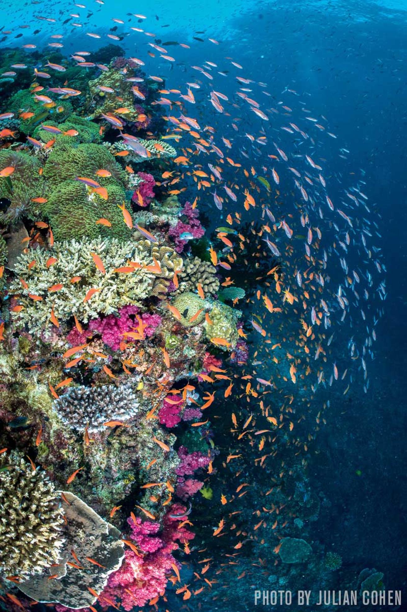 Fiji Reefs