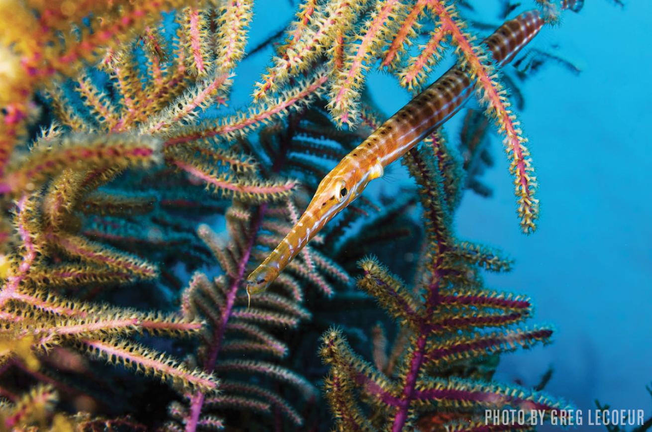 Trumpetfish