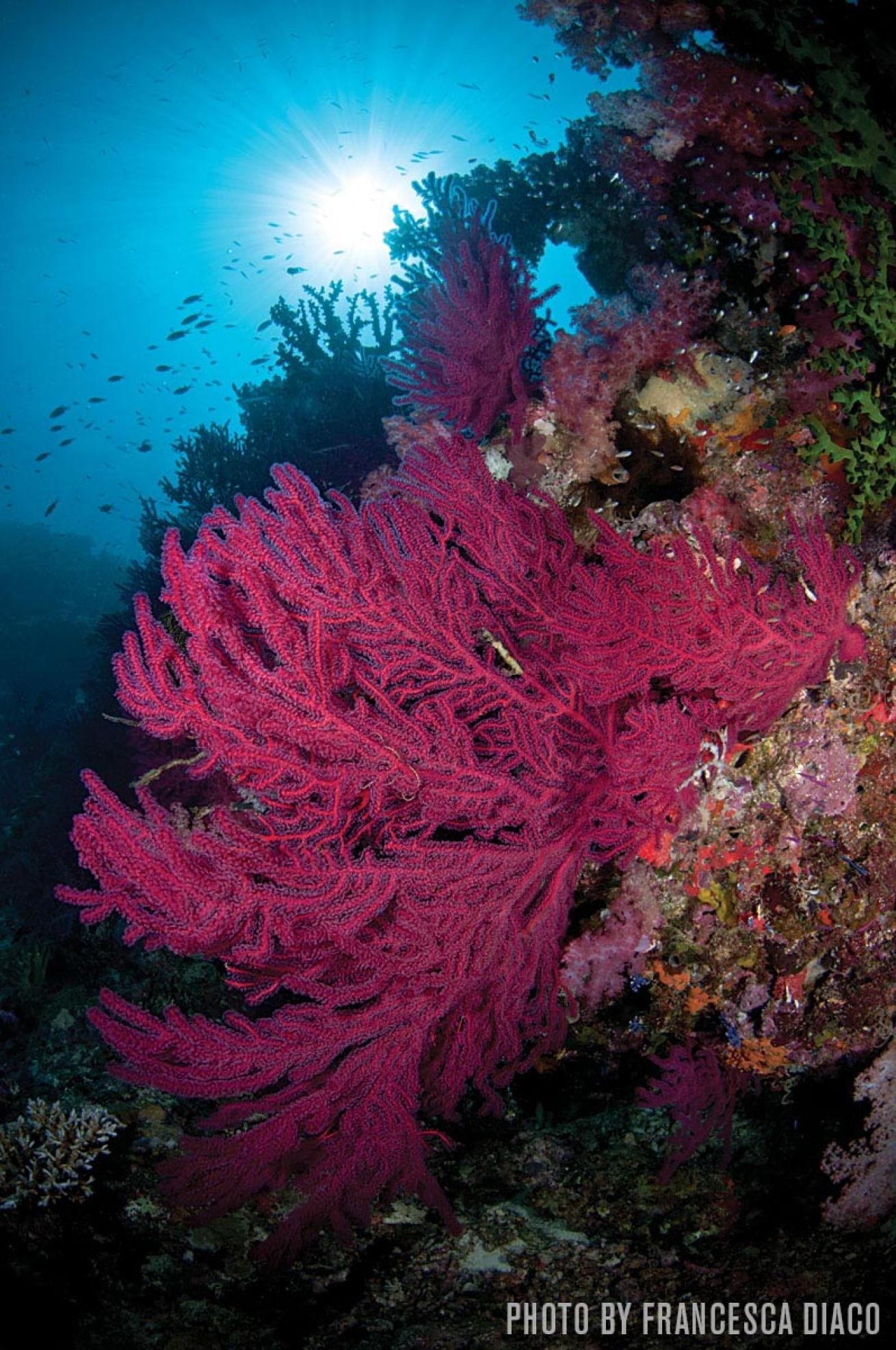 Vanua Levu Coralscape