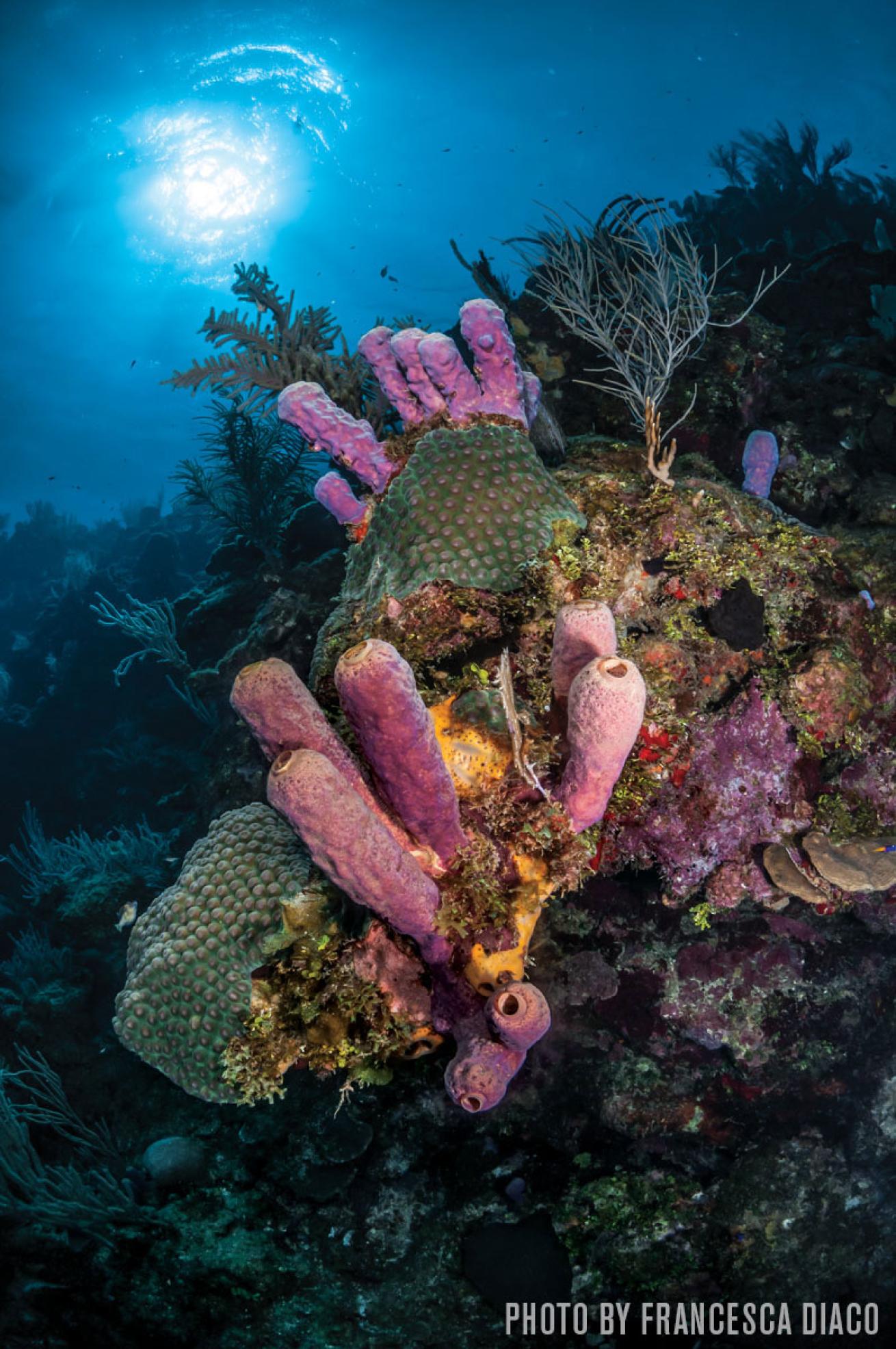 Roatan Reef