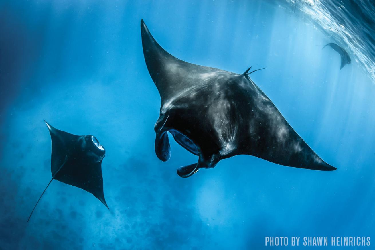 Mantas in the Shallows