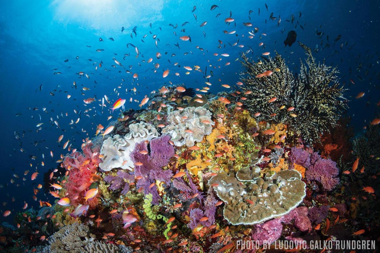 Reefs in Bali