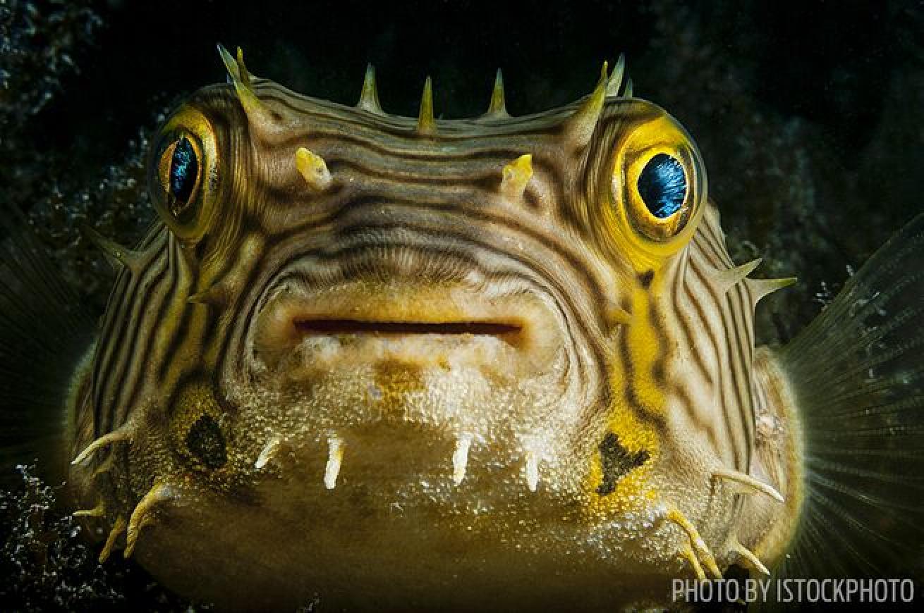 A pufferfish seen off Eleuthera Island, Bahamas