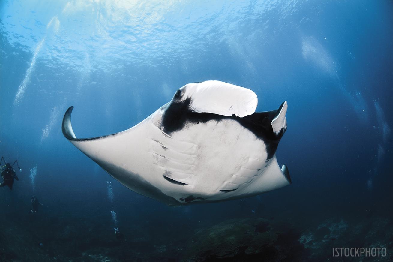 manta ray scuba diving