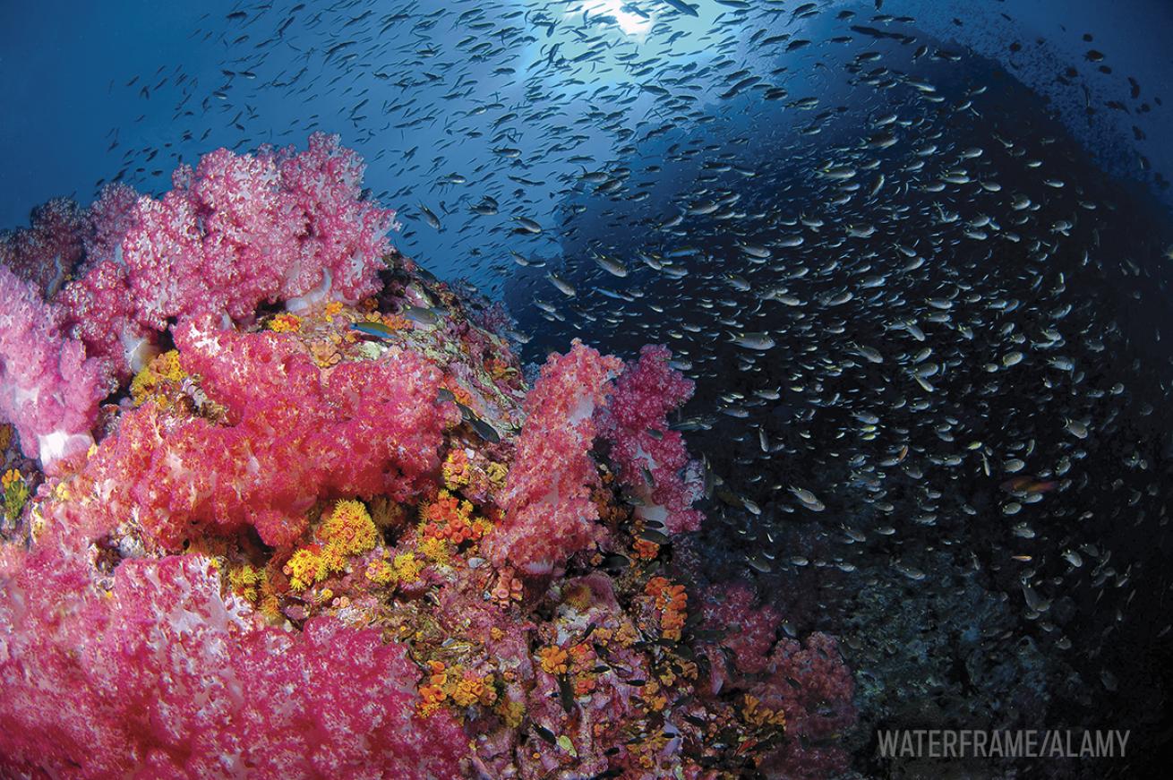 Richelieu Rock coral