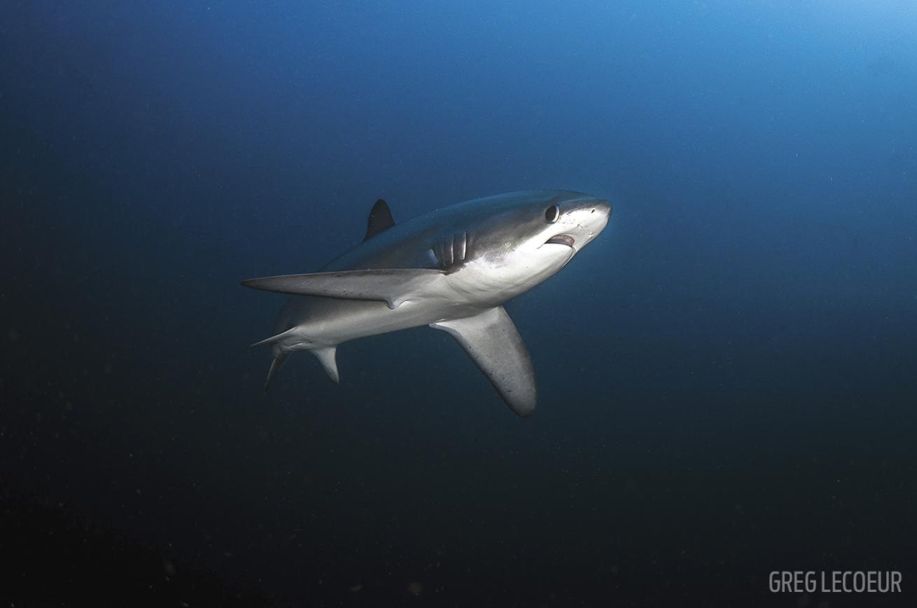 thresher shark phillippines