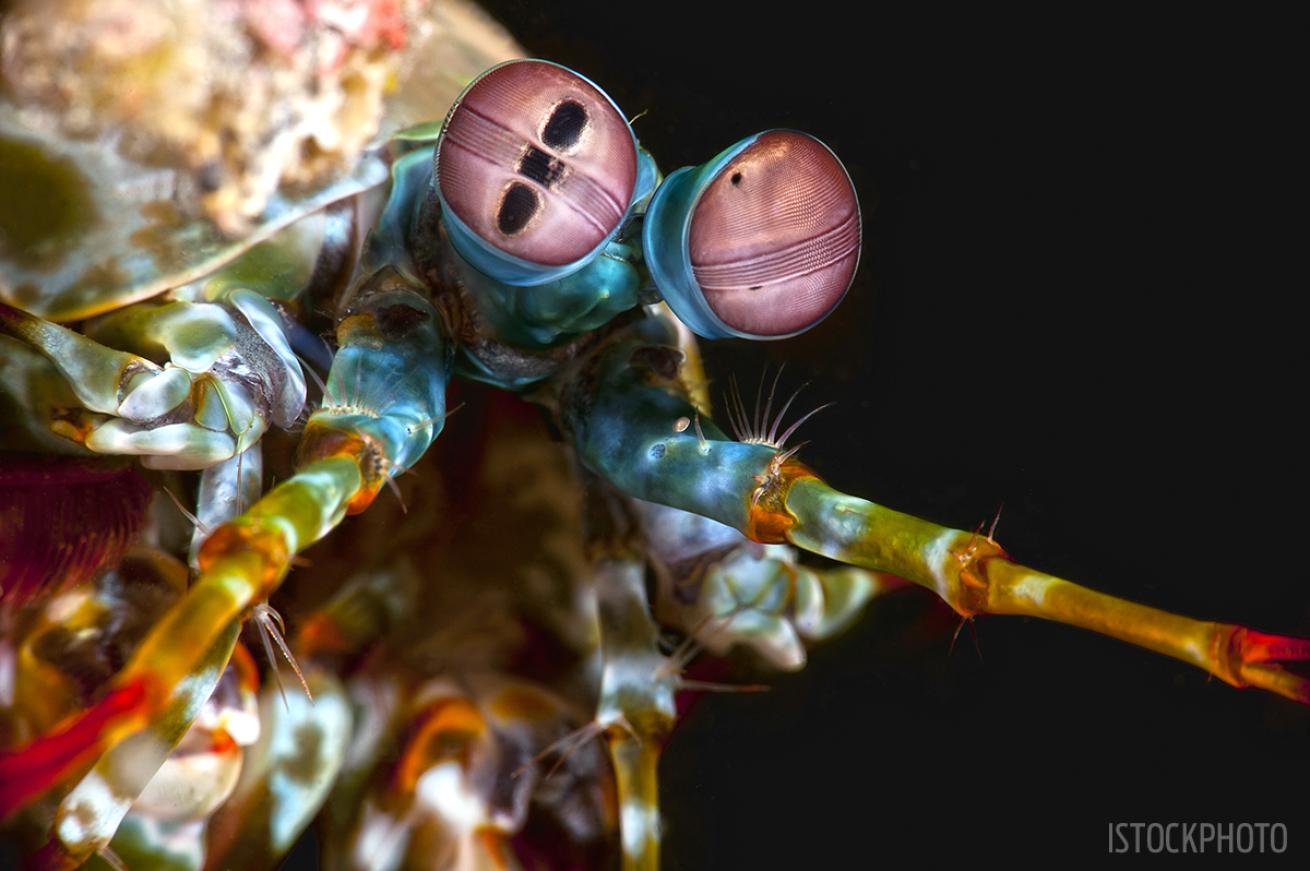 Lembeh Strait mantis shrimp