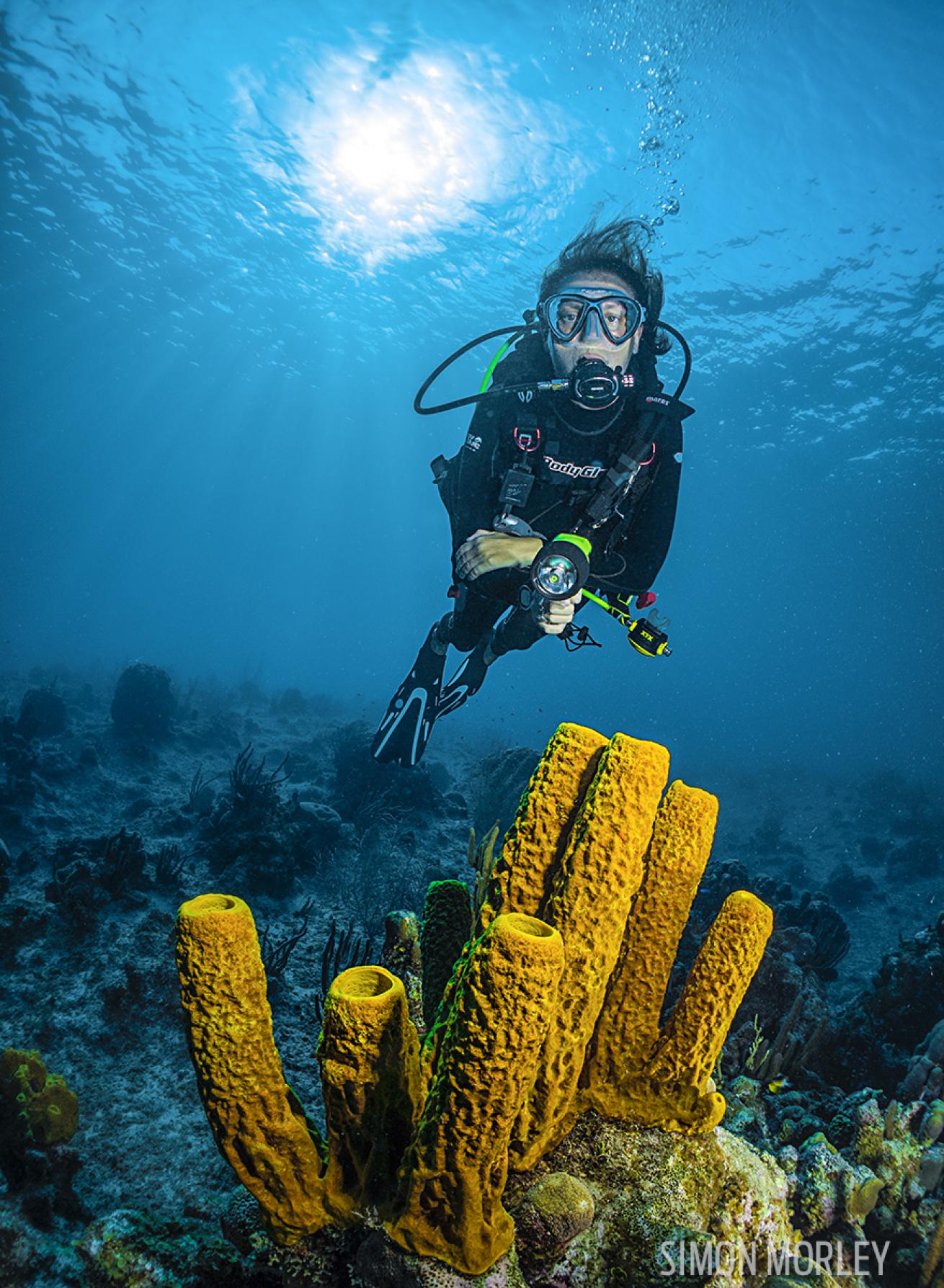 Diver tube sponges Lighthouse Point