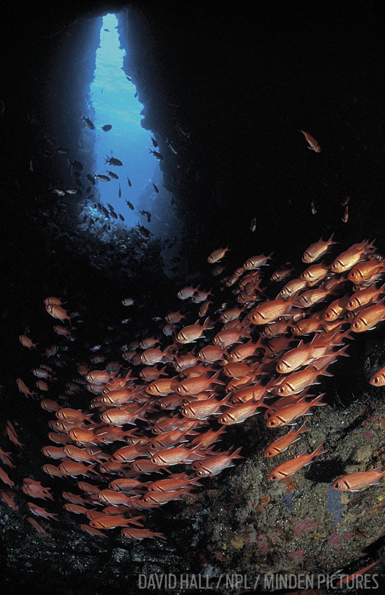 blackbar soldierfish funnel through a cave in Dominica
