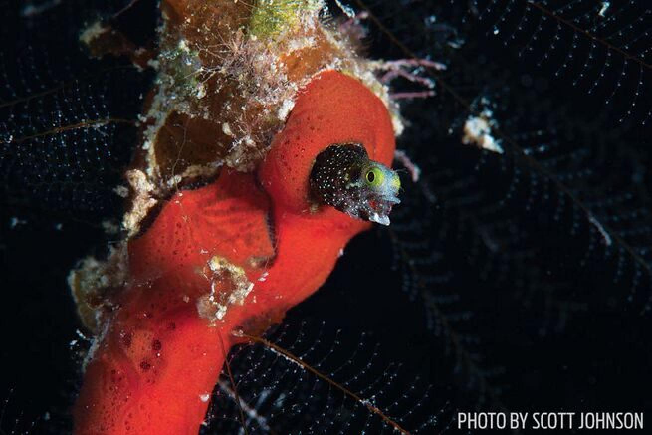 A spinyhead blenny in its orange sponge home at Los Mogotes