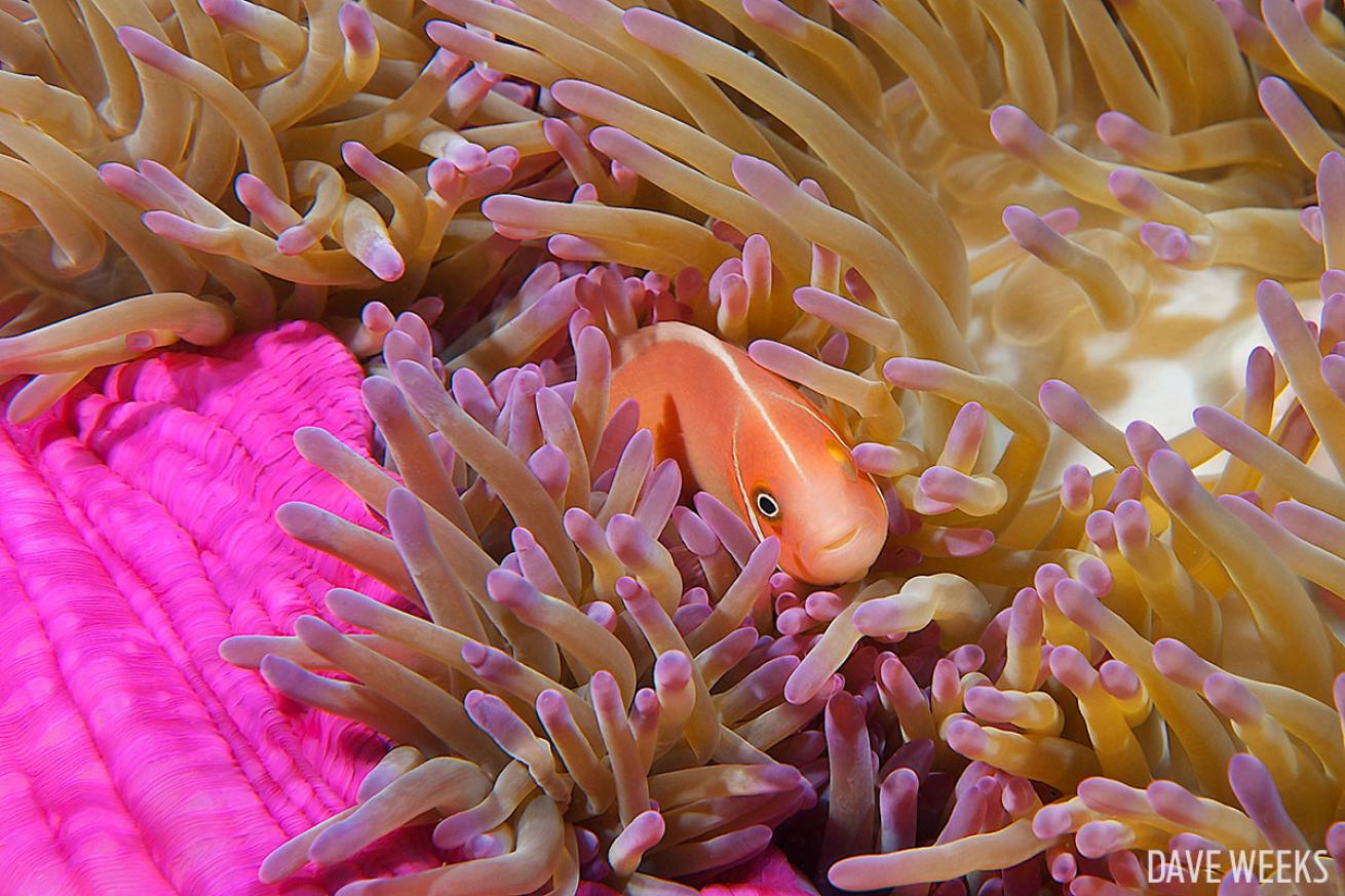 Anemonefish in Palau