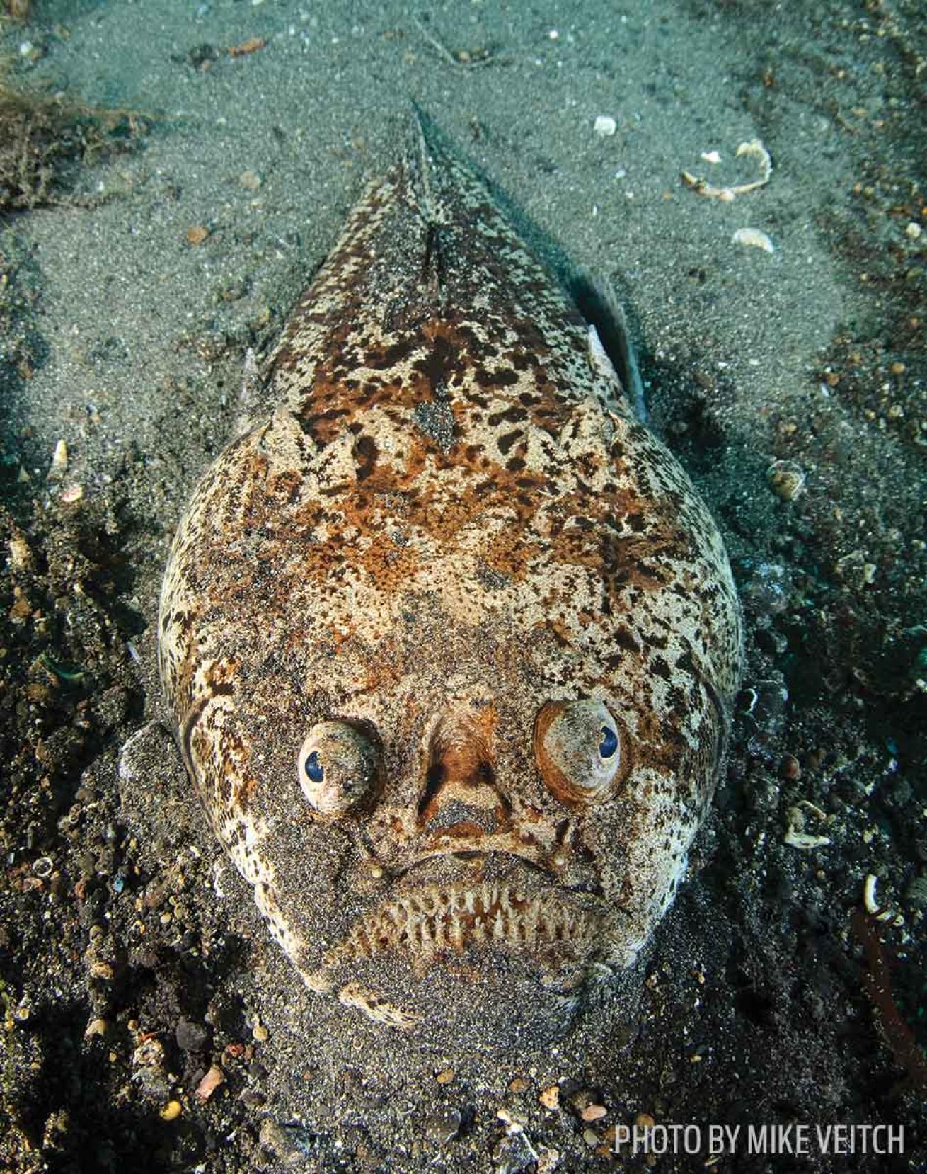 stargazer fish facts