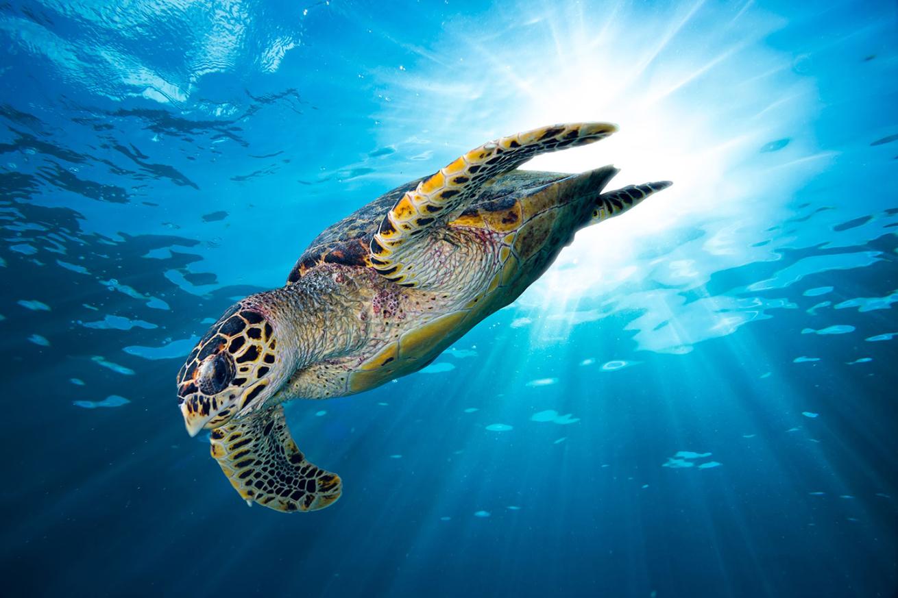 hawksbill turtle