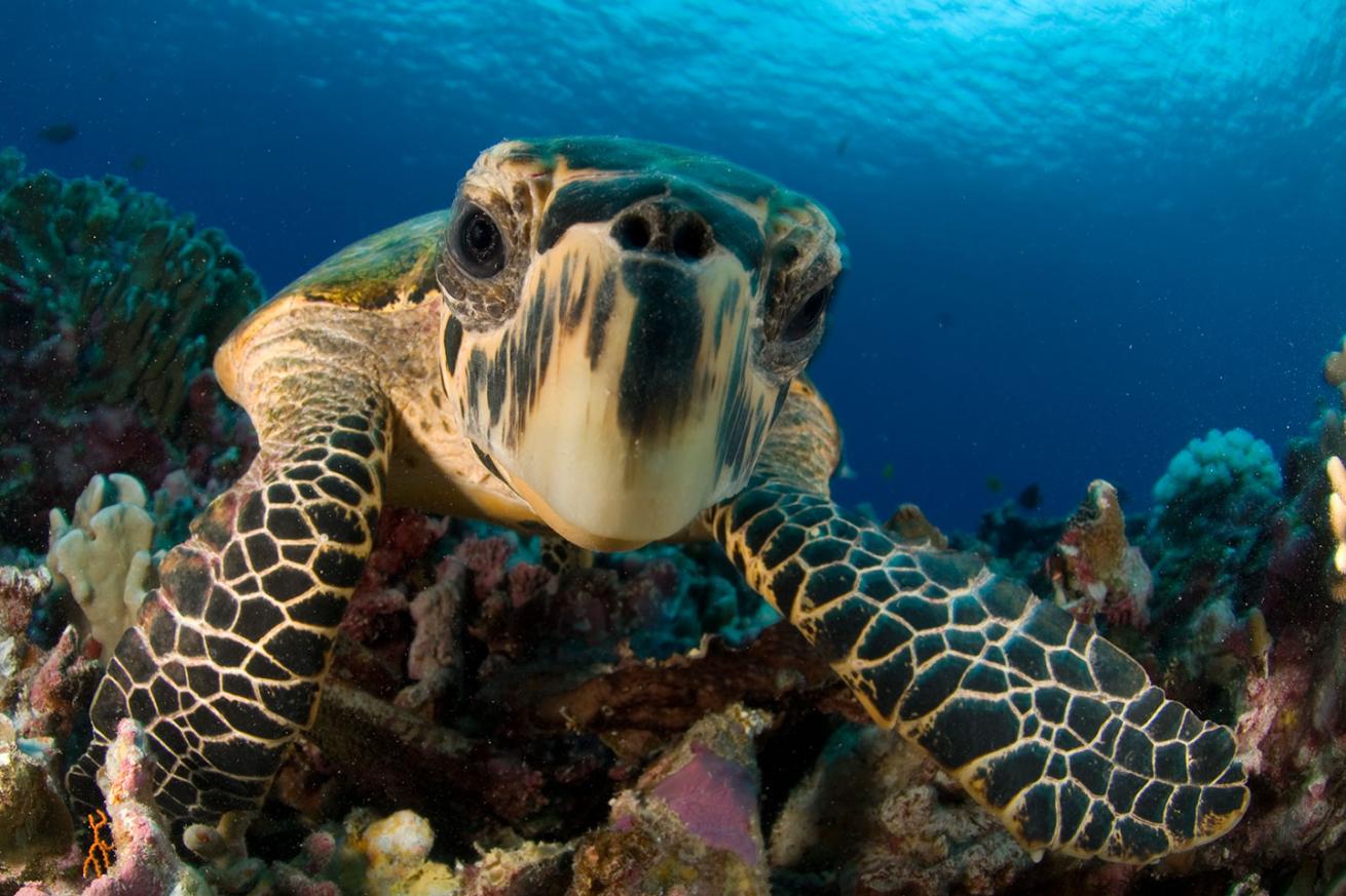 hawksbill sea turtle