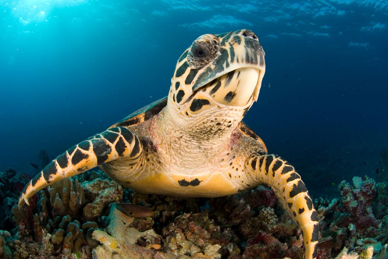 hawksbill sea turtle