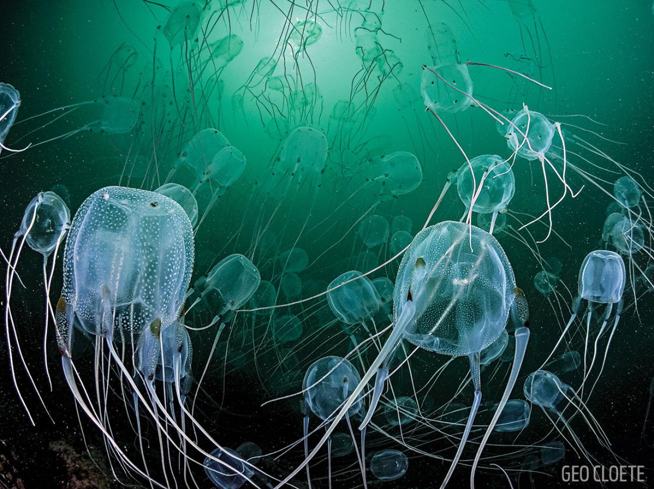 Australian Bx Jellyfish