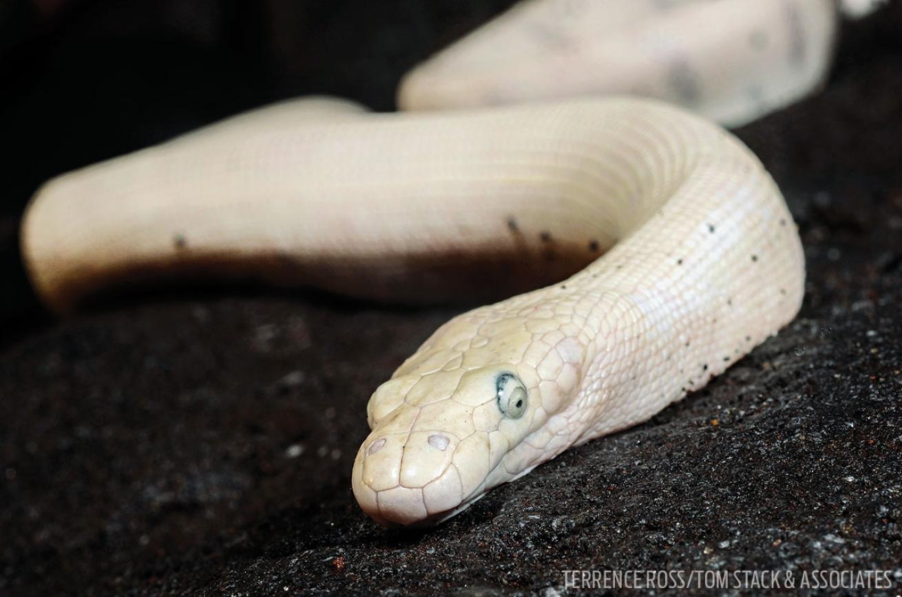 Beaked sea snake
