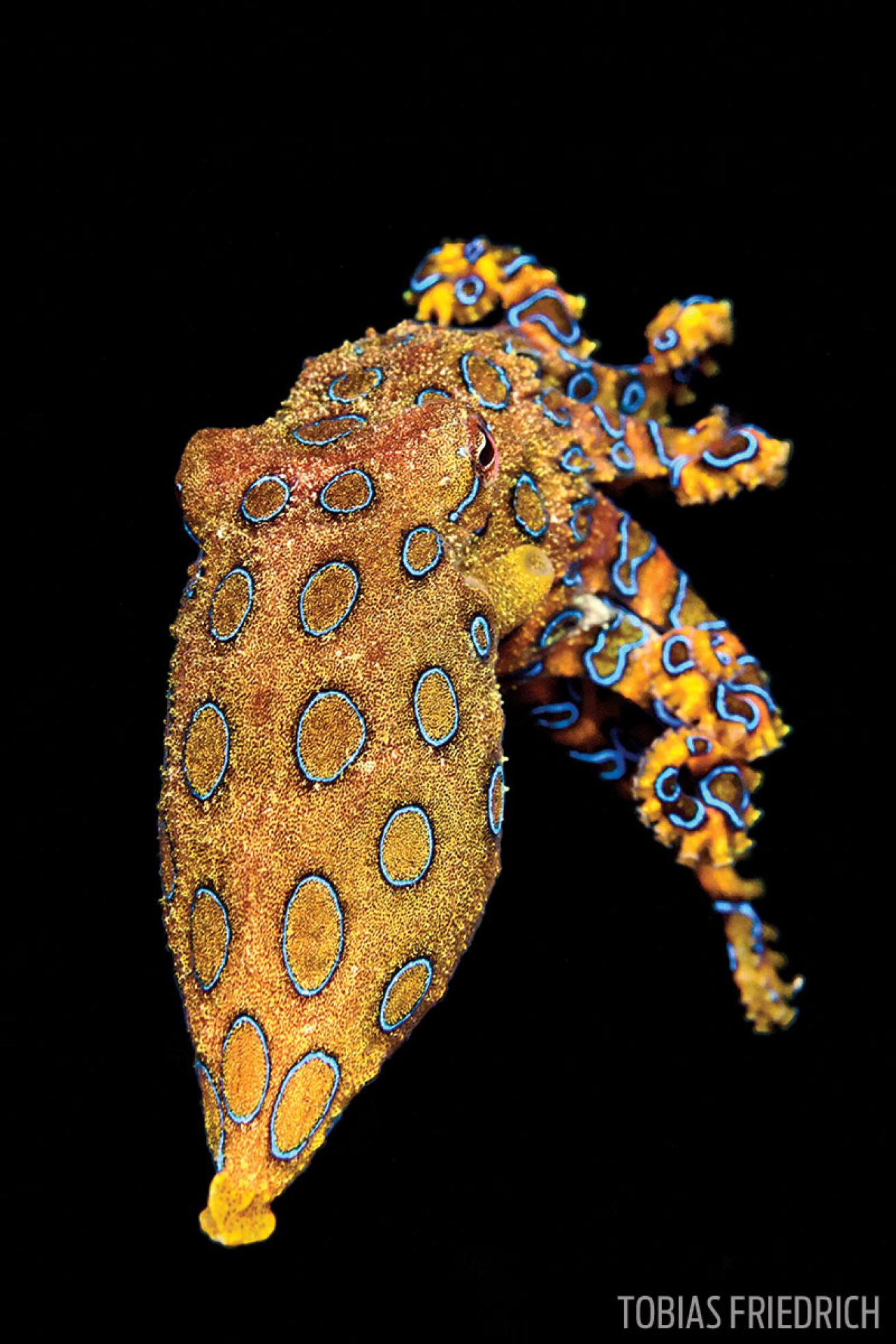 Blue ringed octopus
