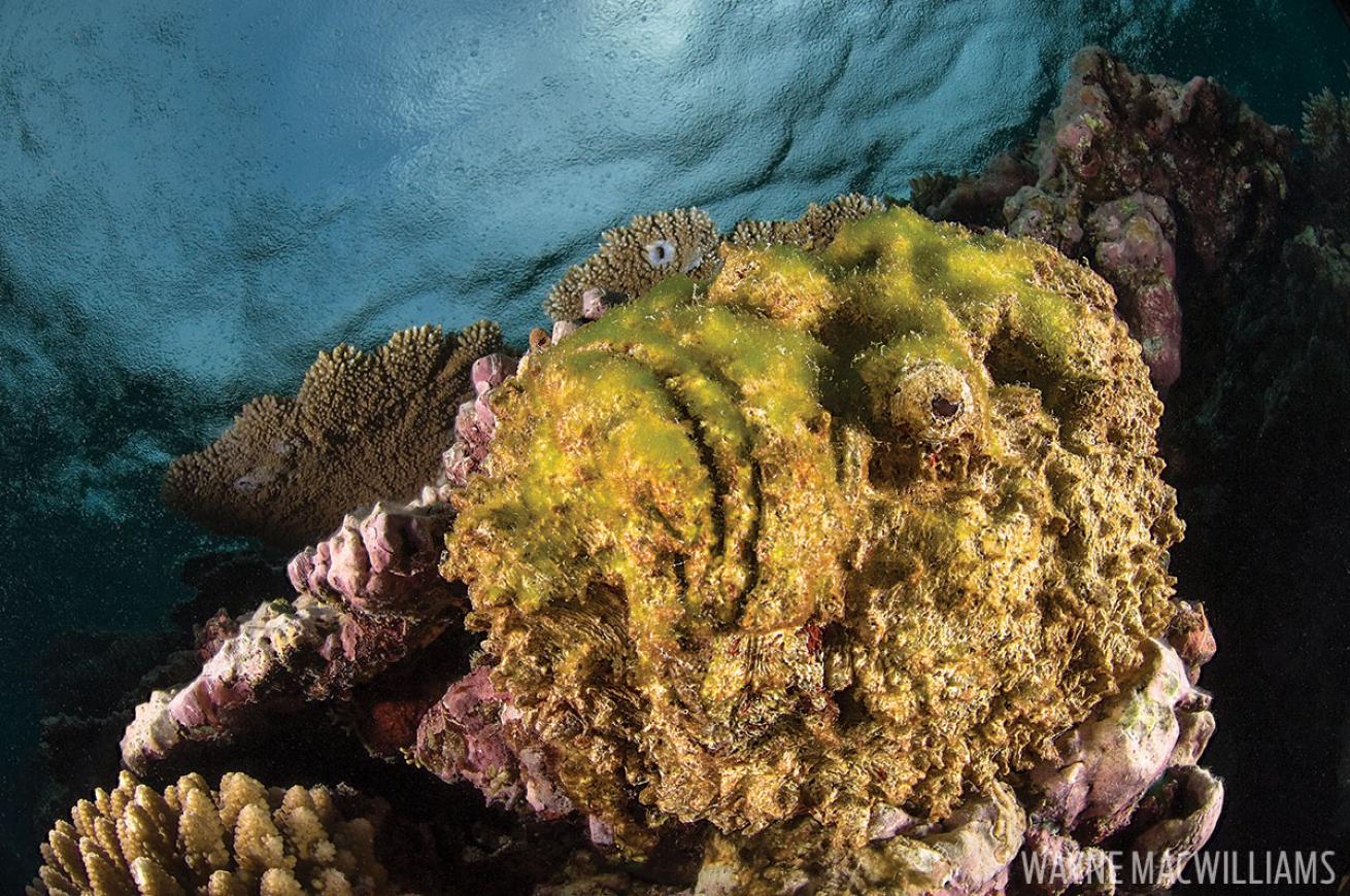 Stonefish